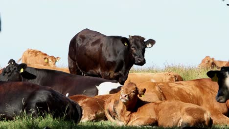 cows relaxing in warm summer sunshine at edge of a field. wales. uk