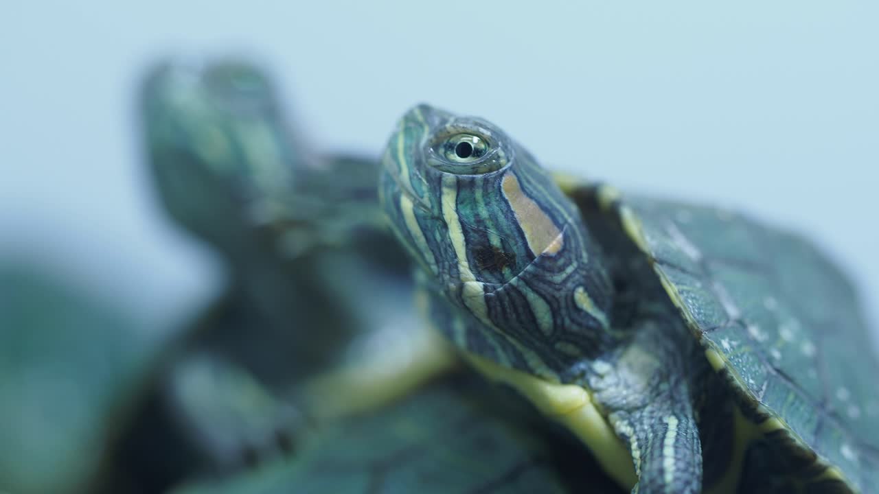 새끼 거북이의 클로즈업