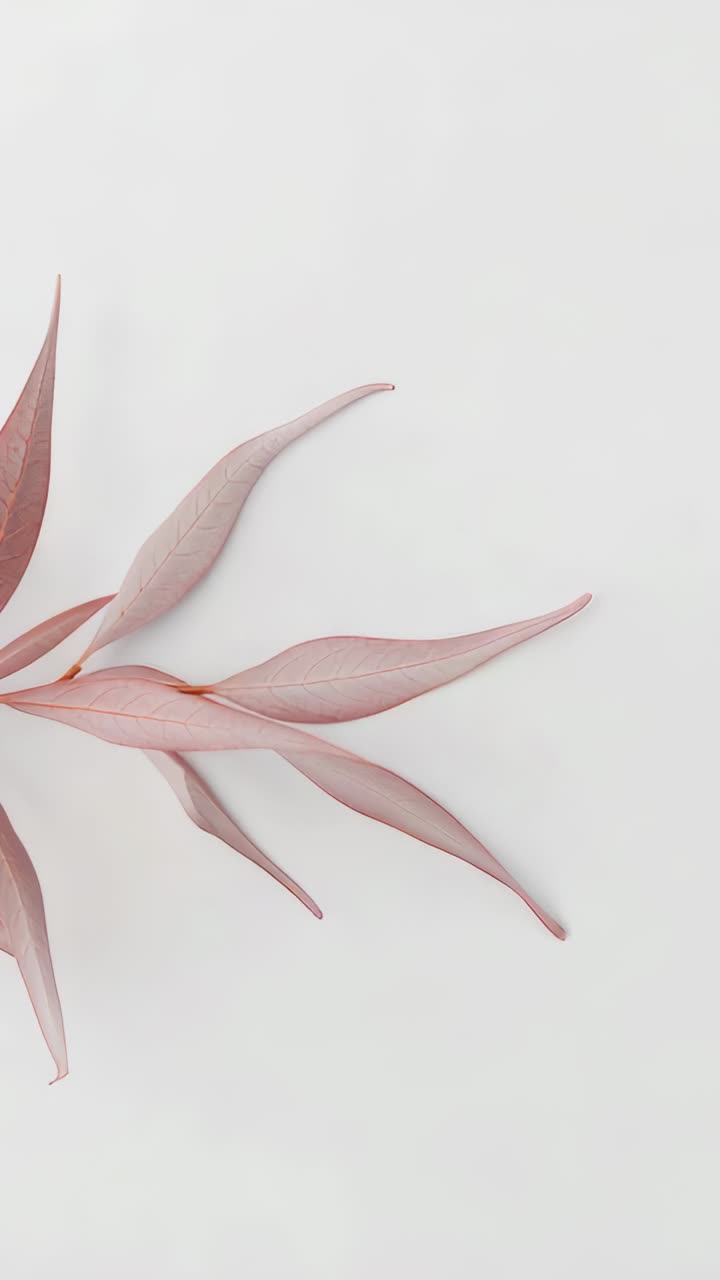 Vertical video: Panning branch shifting right, revealing dusty pink leaves on off white, copy space