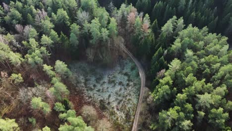 beautiful lithuanian pine tree forest in early winter with a visible freeze on the ground