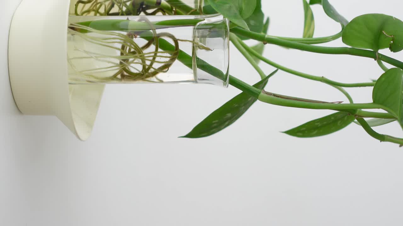 Pothos Plant Propagation in Test Tubes