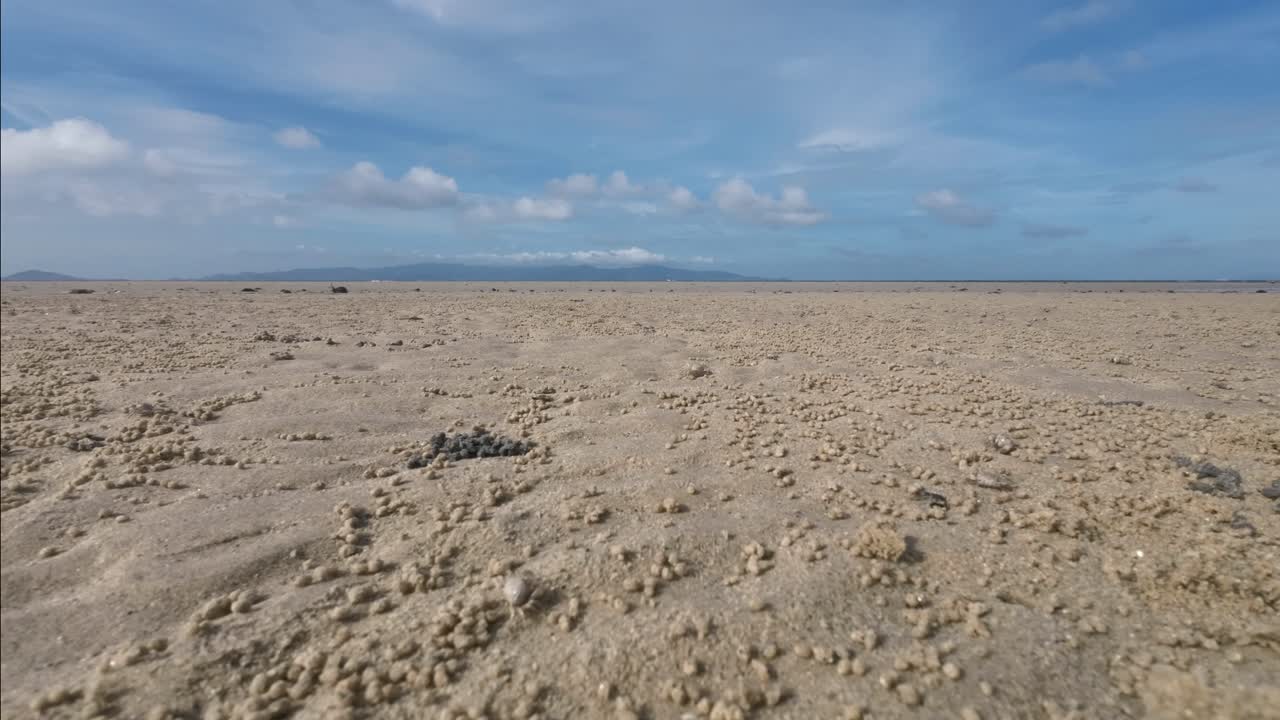 Time lapse showing many sand bubbler crabs on a tropical beach in Koh Phangan forming small round sand pellets during low tide with the shoreline covered in natural crab patterns