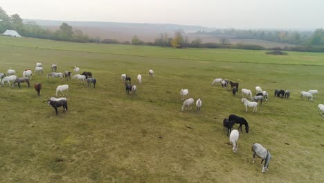 Aerial-view-of-Lipizzaner-horses-on-the-open-field-in-the-morning