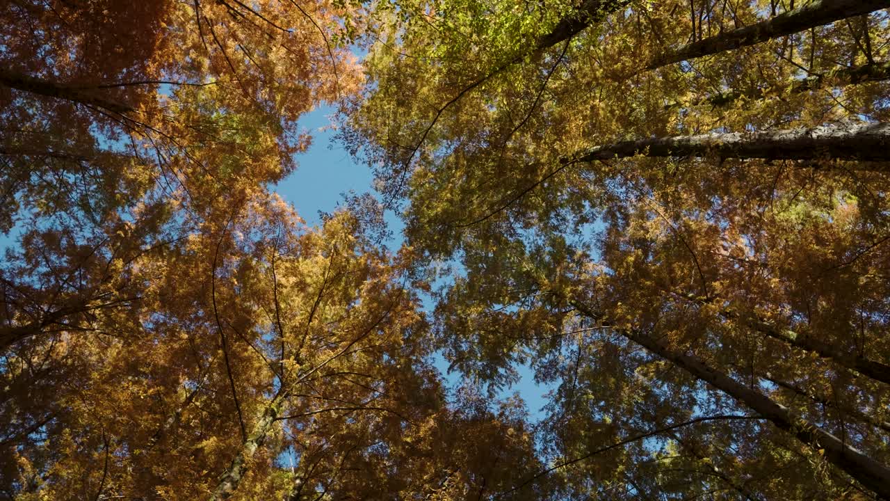 mirando hacia arriba a los vibrantes árboles de color otoño en naranja, disparo de rotación lenta