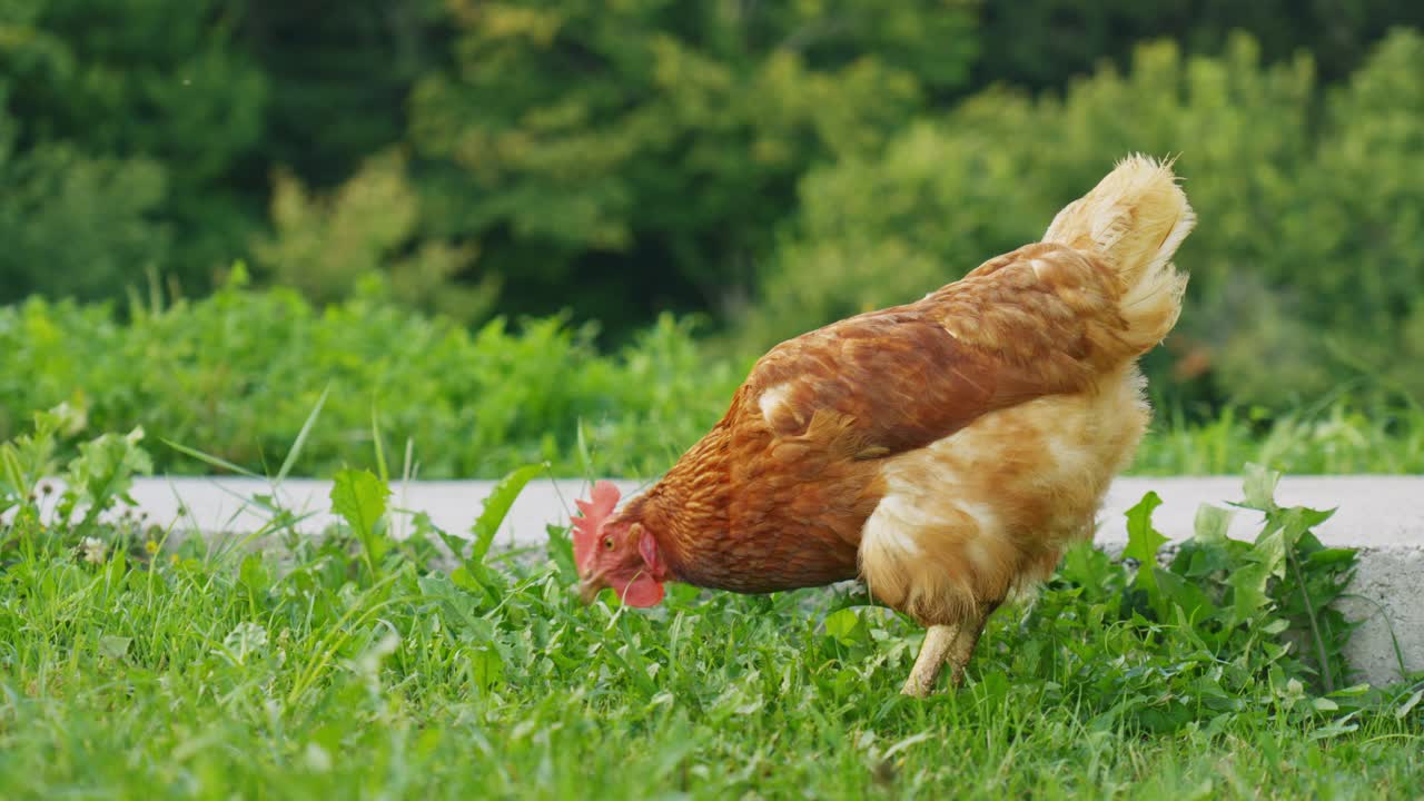 Cinematic footage of a farm chicken strolling across fresh grass in open air, symbolizing organic food, sustainable agriculture, and the calm rhythm of countryside farming