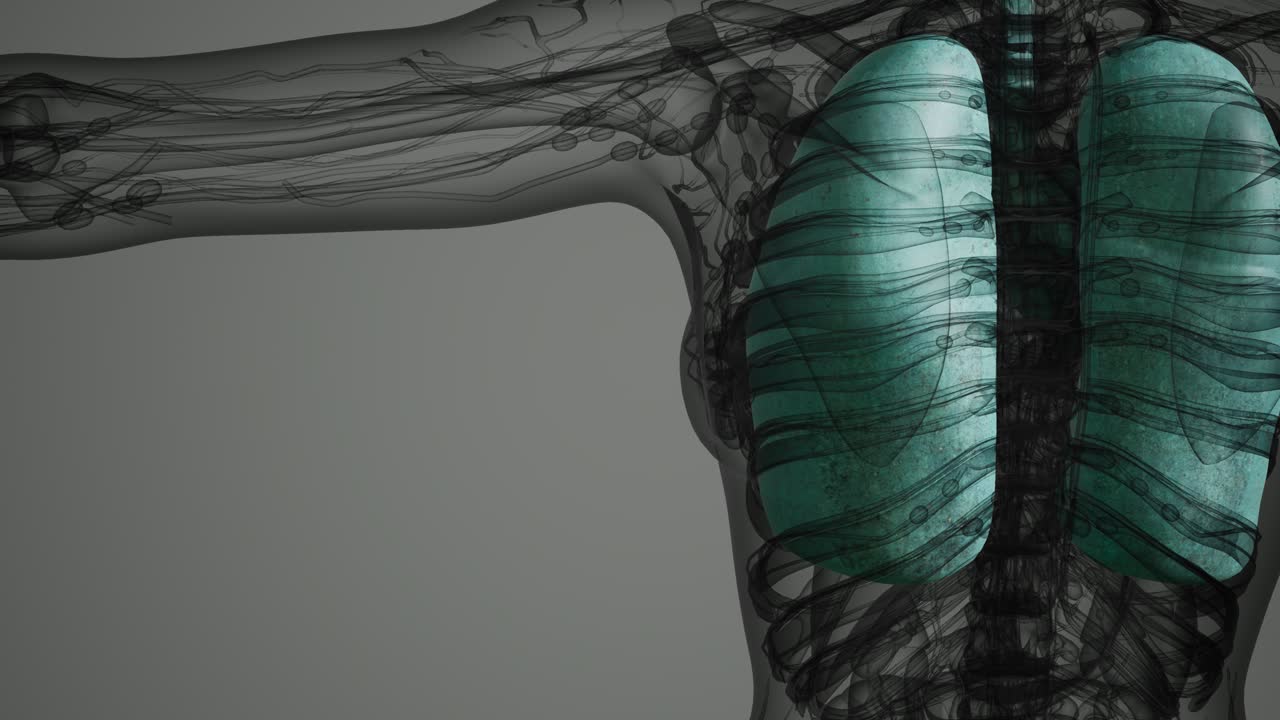 인간 폐의 과학 해부학 스캔