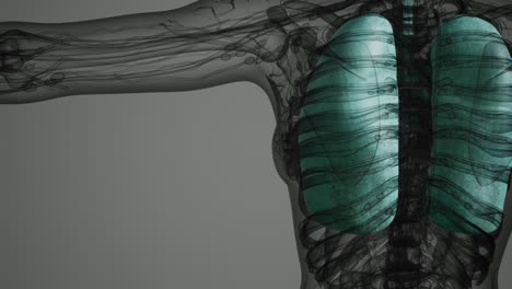 exploración de la anatomía de los pulmones humanos