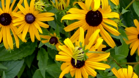 pan shot showing beautiful group of blooming yellow flowers in nature during sunlight