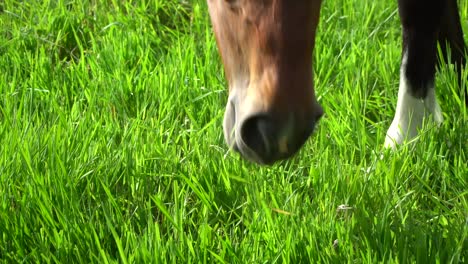 Un-Buen-Pasto-Contiene-La-Mayor-Parte-De-La-Nutrición-Que-Un-Caballo-Necesita-Para-Estar-Sano