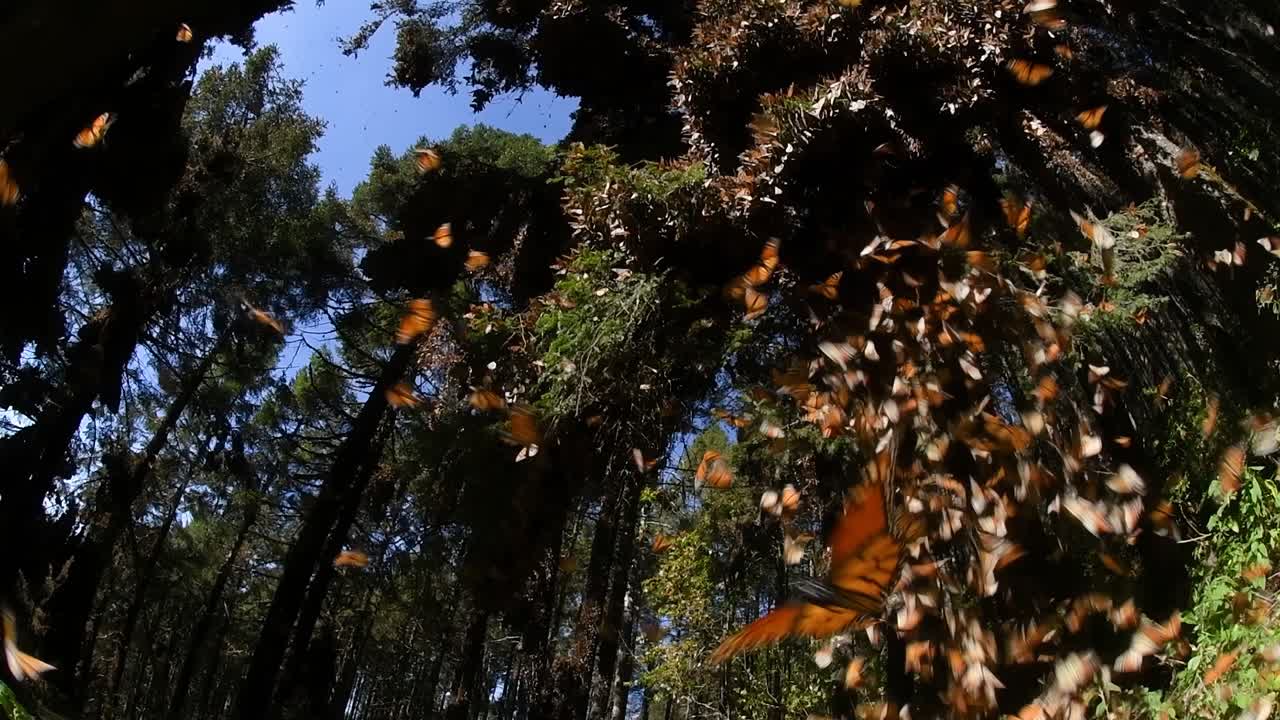 una impresionante exhibición de mariposas monarca volando en un santuario forestal, destacando la belleza de su migración a través de un exuberante hábitat natural