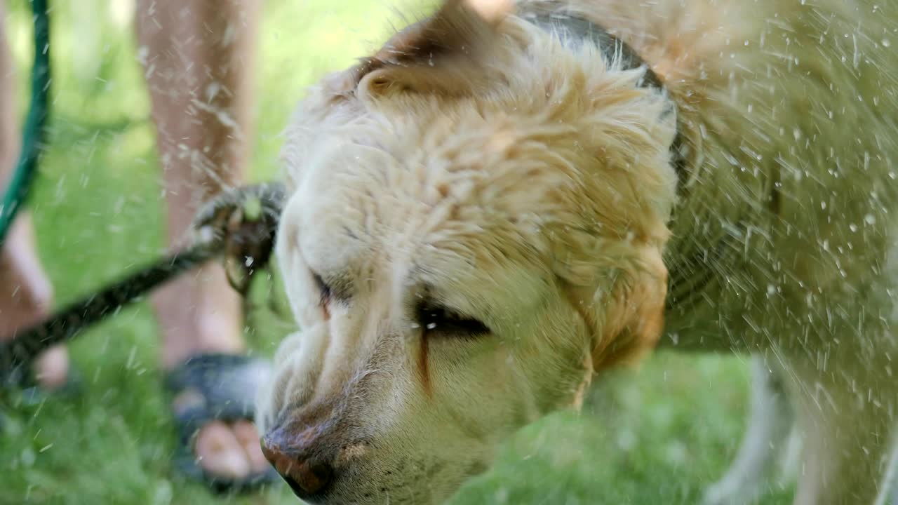 Wet white dog shaking off water in slow motion