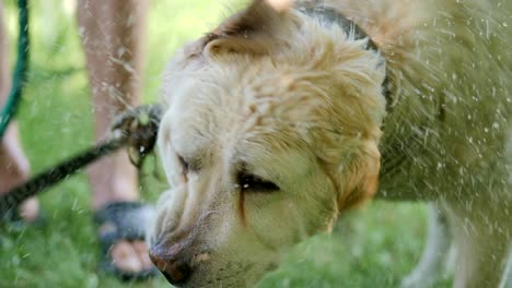 wet white dog shaking off water in slow motion
