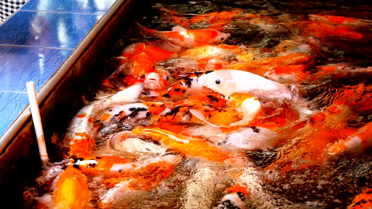 alimentando coloridas carpas rojas japonesas de una botella con un chupete.