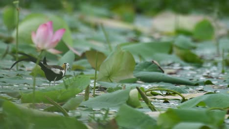 queen of wetland the pheasant tailed jacana feeding in water lilies pond