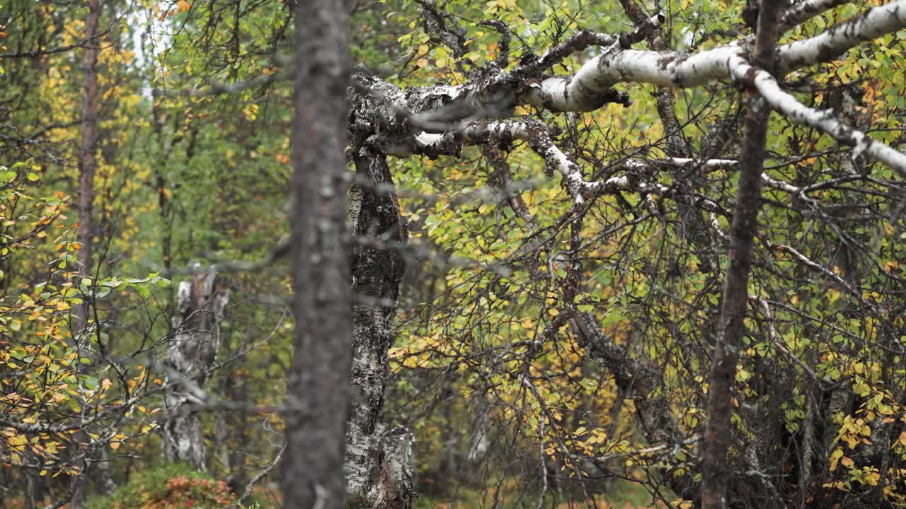 Gnarled twisted birch trees in the gloomy Norwegian forest