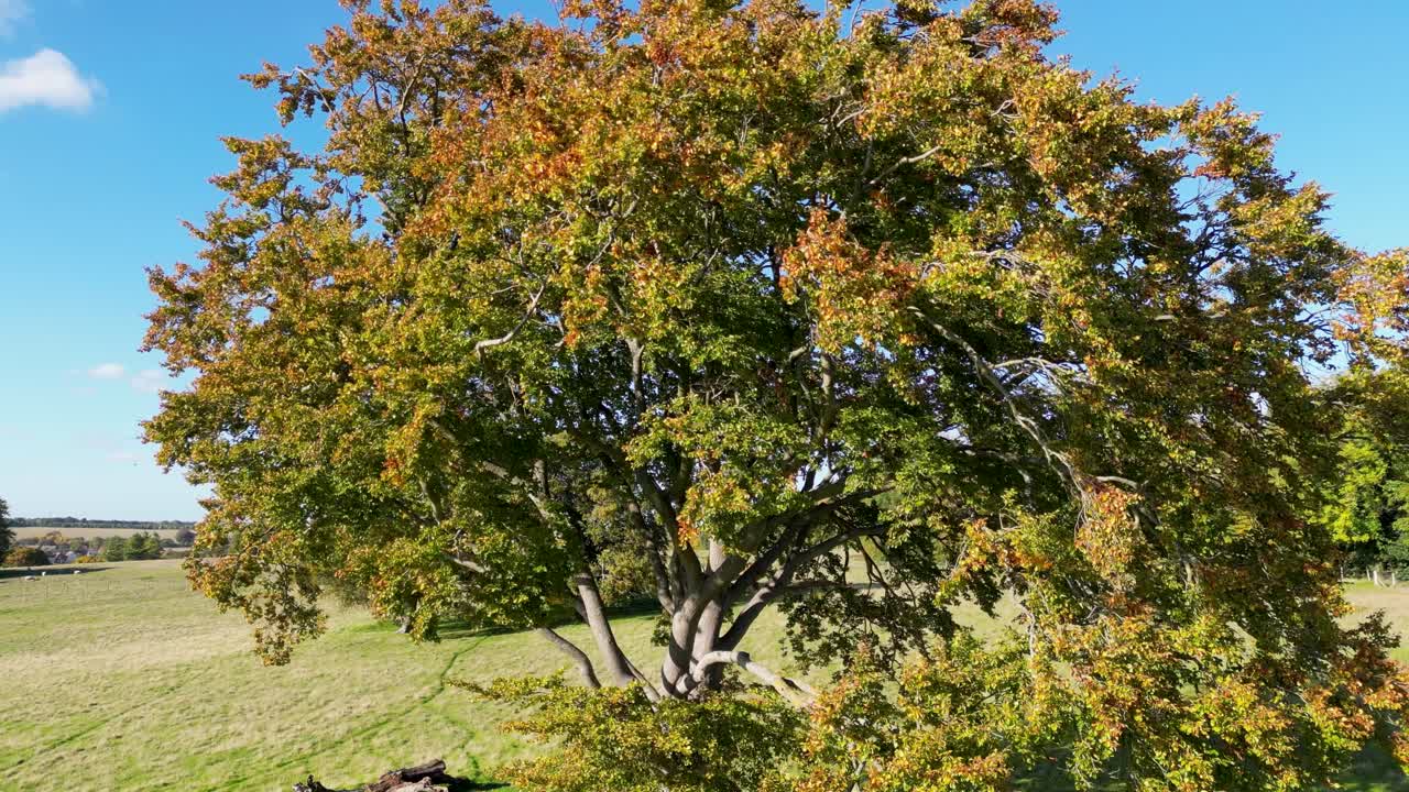 grúa de árbol de color otoñal con cielos azules y nubes blancas