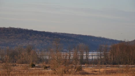 flocks of snow geese migrating north in spring stop for a rest and feed before continuing north in organized groups