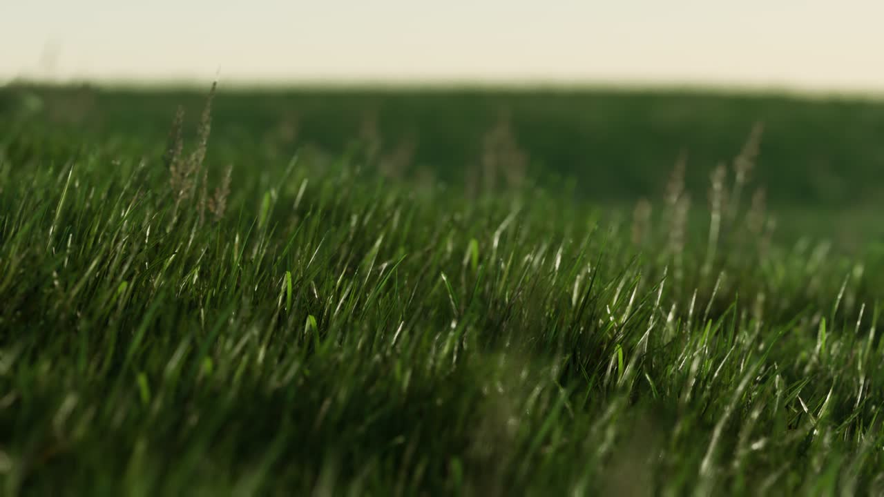 hierba verde fresca como un bonito fondo