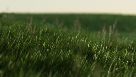 de l'herbe verte fraîche comme un bel arrière-plan