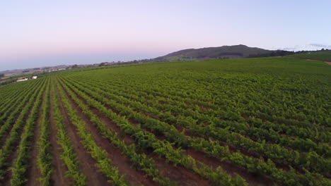 viñedos del cabo por la mañana temprano