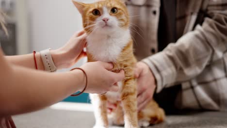 Close-up-portrait-of-a-red-and-white-cat-veterinarian-and-her-owner-guy-in-a-plaid-shirt-at-a-veterinarian-appointment-in-a-pet-clinic