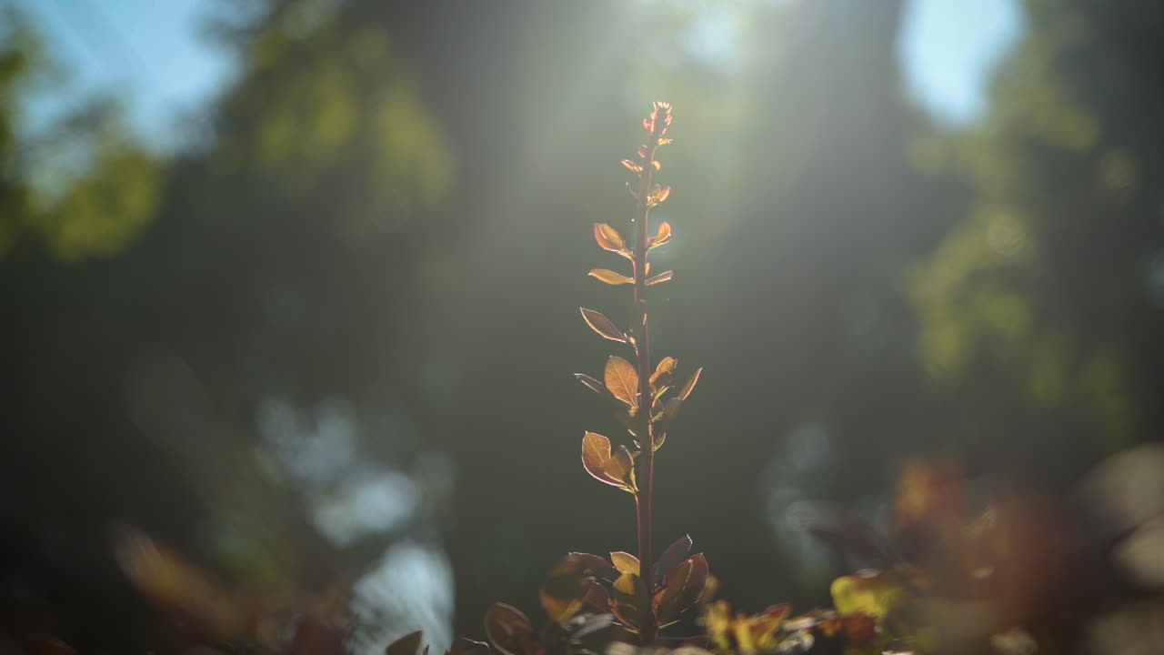 화창한 날 땅에서 돋아나는 갈색 식물