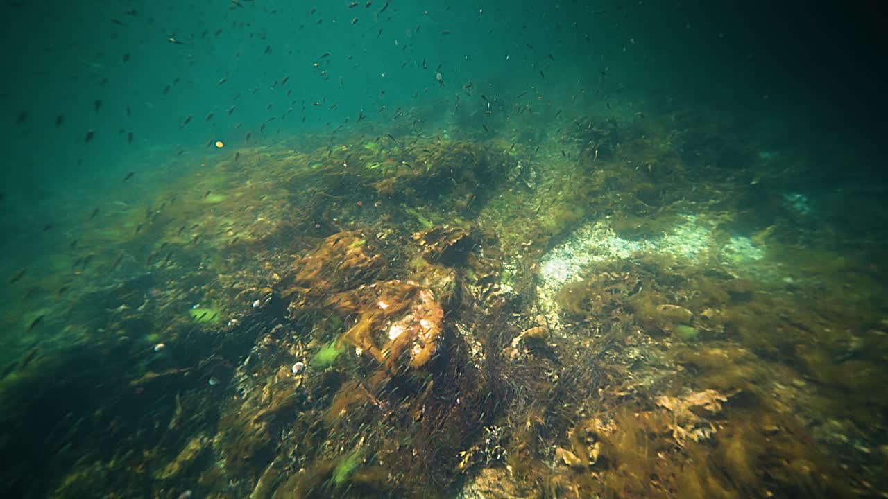 An underwater shot of a shoal of small fish swimming in the murky fjord water