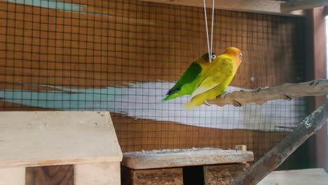 two-colorful-birds-are-chatting