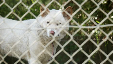 Captive-white-dingo-standing-on-a-rock