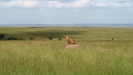 Two-female-lions-climbing-rock-looking-for-prey-in-dry-African-Savannah