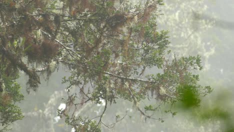 The-reflection-of-a-tree-seen-in-a-pond,-birds-jumping-around-on-the-branches