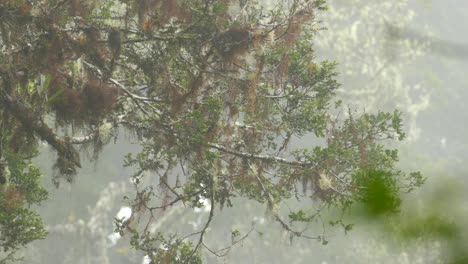the reflection of a tree seen in a pond, birds jumping around on the branches