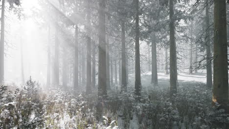 sunset or sunrise in the winter pine forest covered with a snow