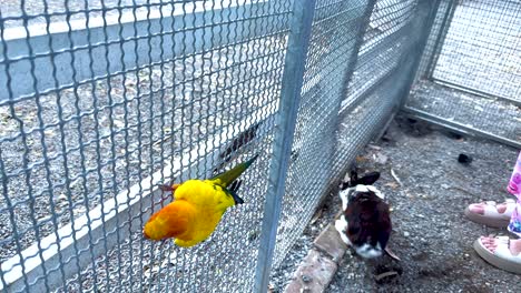 a parrot and rabbits engage through a fence