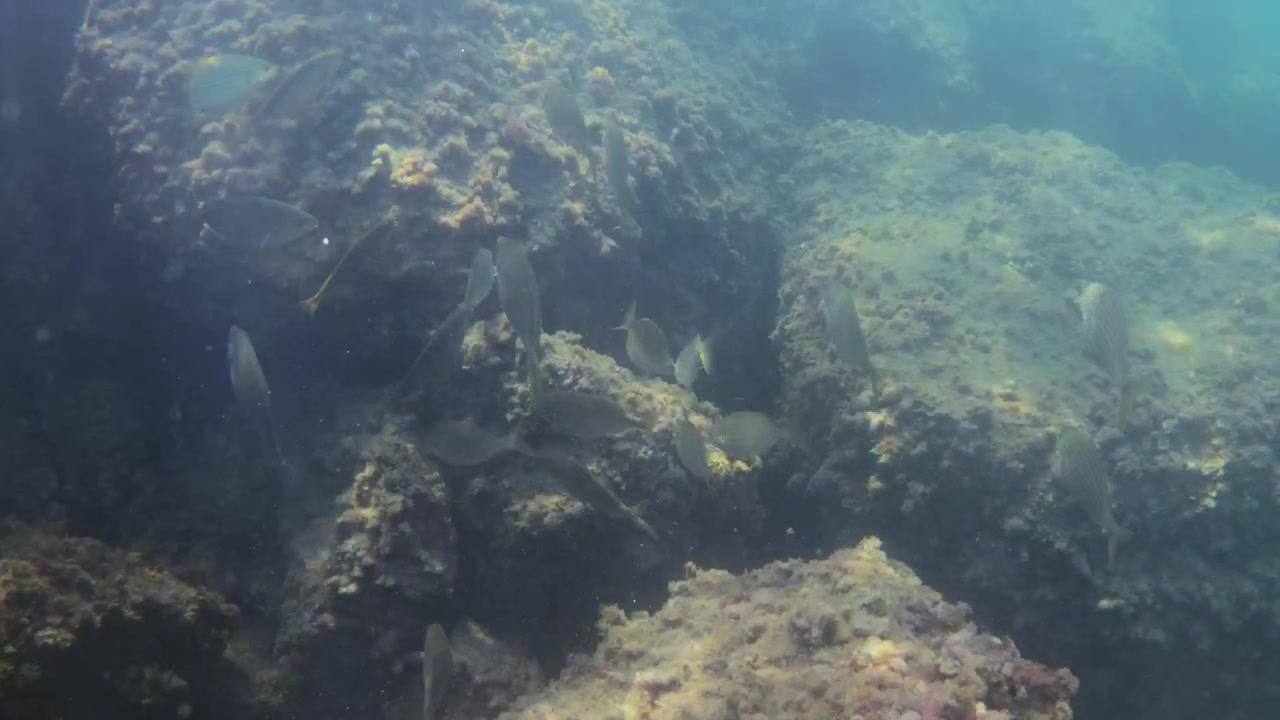 School of fish swimming around coral and marine algae on a rocky seabed in clear blue ocean water
