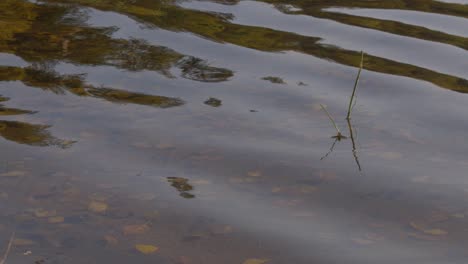 Moody-Olas-En-Un-Lago-De-Otoño-Con-Una-Planta-Muerta