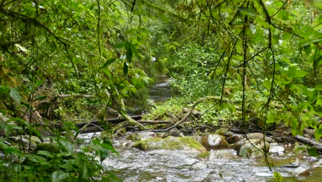 River-or-creek-with-running-water-flows-downstream-over-moss-covered-rocks-and-through-brush-and-sticks