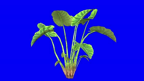 3D-elephant-ear-plant-with-wind-effect-on-blue-screen-3D-animation