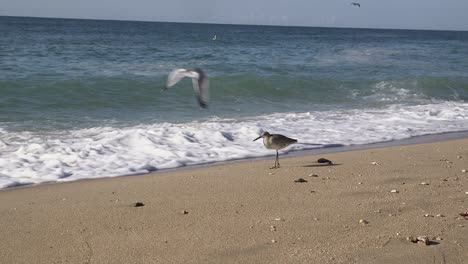 Eine-Möwe-Fliegt-über-Einen-Flussuferläufer,-Der-Am-Strand-Schleift-Und-In-Den-Ankommenden-Wellen-Nach-Nahrung-Sucht,-Rocky-Point,-Puerto-Peñasco,-Golf-Von-Kalifornien,-Mexiko