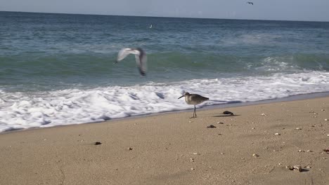 una gaviota vuela sobre un lavandero lijar en la playa en busca de comida en las olas entrantes, punto rocoso, puerto peñasco, golfo de california, méxico