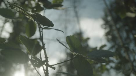 Green leaves moving in the wind while being backlit by the sun | Close-up