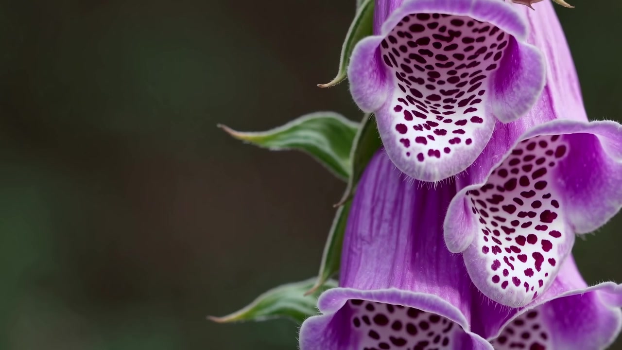 Close-up of Vibrant Purple Foxglove Flowers in a Garden