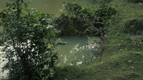 Tranquil-scene-of-greenery-near-lake-at-sunset