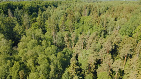 Bosques-Verdes-De-Letonia-En-El-Mes-De-Mayo