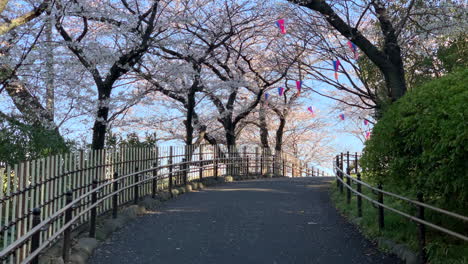 an atmosphere of hanami with fuchsia cherry blossoms, paper lamps and trails railing at asukayama park