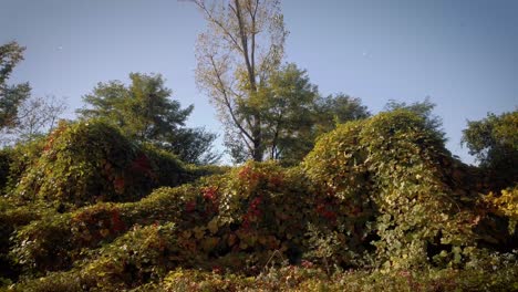 Langsame-Dolly-Bewegung-Im-Park.-Fallende-Blätter