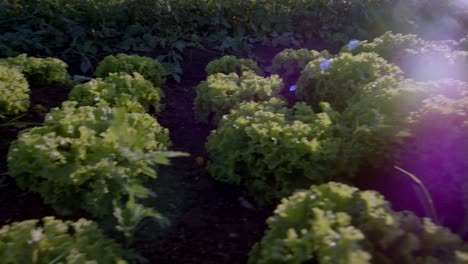 Exuberantes-Plantas-De-Lechuga-Orgánica-Cultivadas-A-La-Perfección,-Listas-Para-La-Venta-En-El-Mercado.