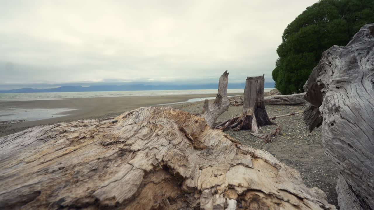 motionlapse moviéndose a lo largo de un gran árbol muerto de madera a la deriva en una playa de arena con cielo nublado en tasmania, nueva zelanda isla sur