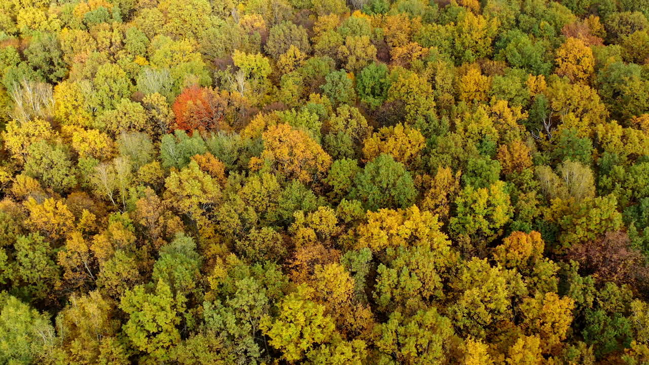 Beautiful autumn. Yellow top trees in forest in fall season. Amazing landscape of autumn colors. Aerial view concept
