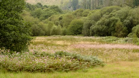 Wide-shot-of-the-Meadows-at-Garw-Valley,-Afan,-Cynonville